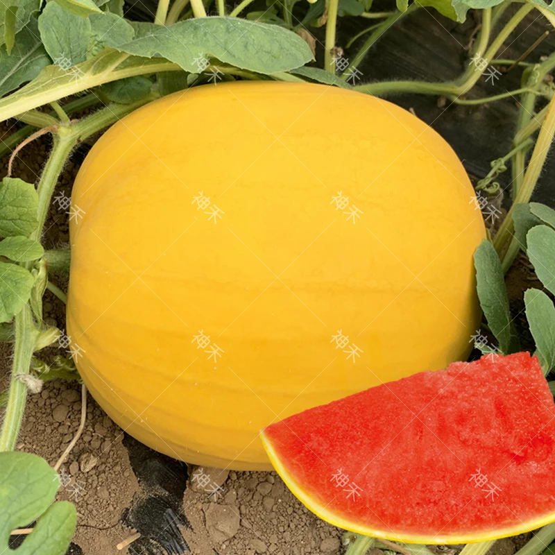 蔬菜黄皮红肉红瓤成熟早不空心皇冠礼品西瓜种籽四季阳台庭院