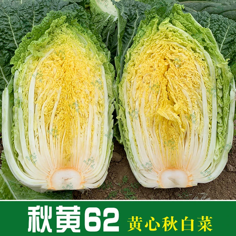 早熟高产黄心大白菜种子秋播秋黄62耐热生菜种子蔬菜种孑秋季田园