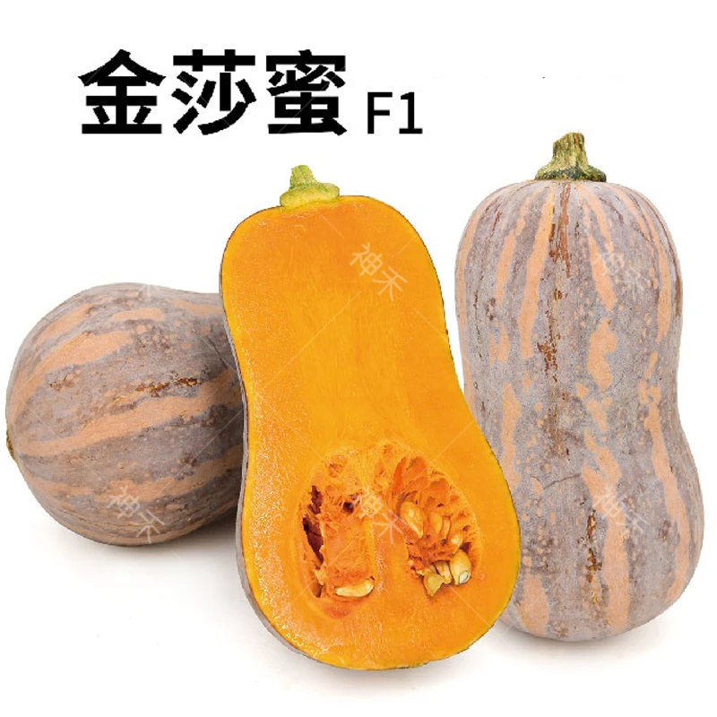 迷你小南瓜种子正品花生南瓜种子甜糯肉厚味香超甜干面春夏秋四季