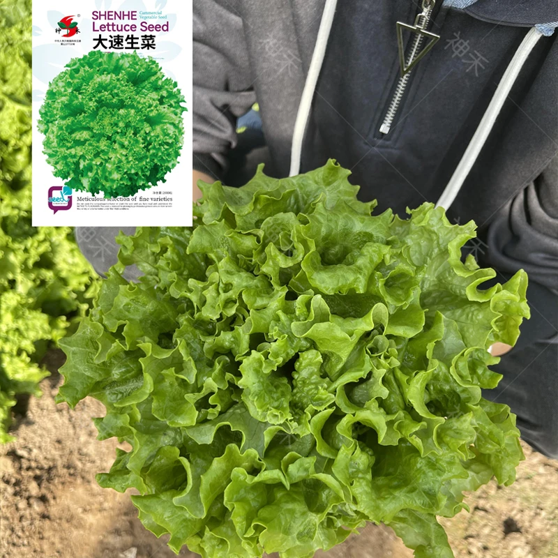 蔬菜种子大速生菜种籽速生室内阳台菜园种子四季蔬菜种子