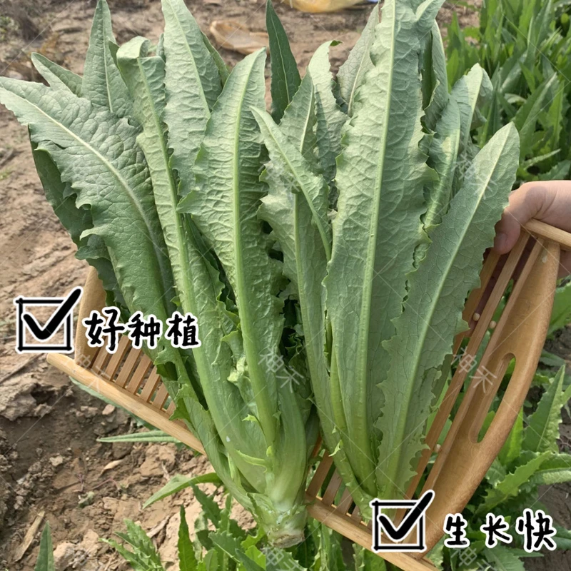 神禾四季香油麦菜种子清香无斑四季播种盆栽庭院生菜青菜油唛菜