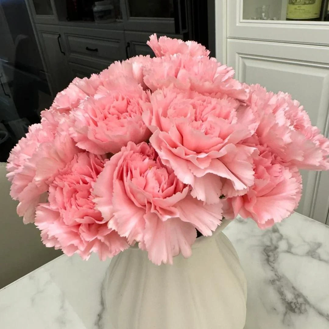 【粉色康乃馨】云南高品质鲜花全场鲜花任意两单及以上包邮