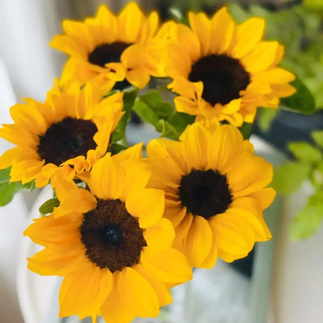 【黑心向日葵】全场鲜花任意两单及以上包邮