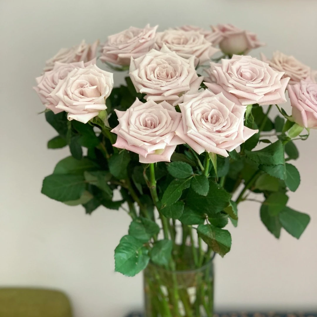 【B级曼塔玫瑰】全场鲜花任意两单及以上包邮