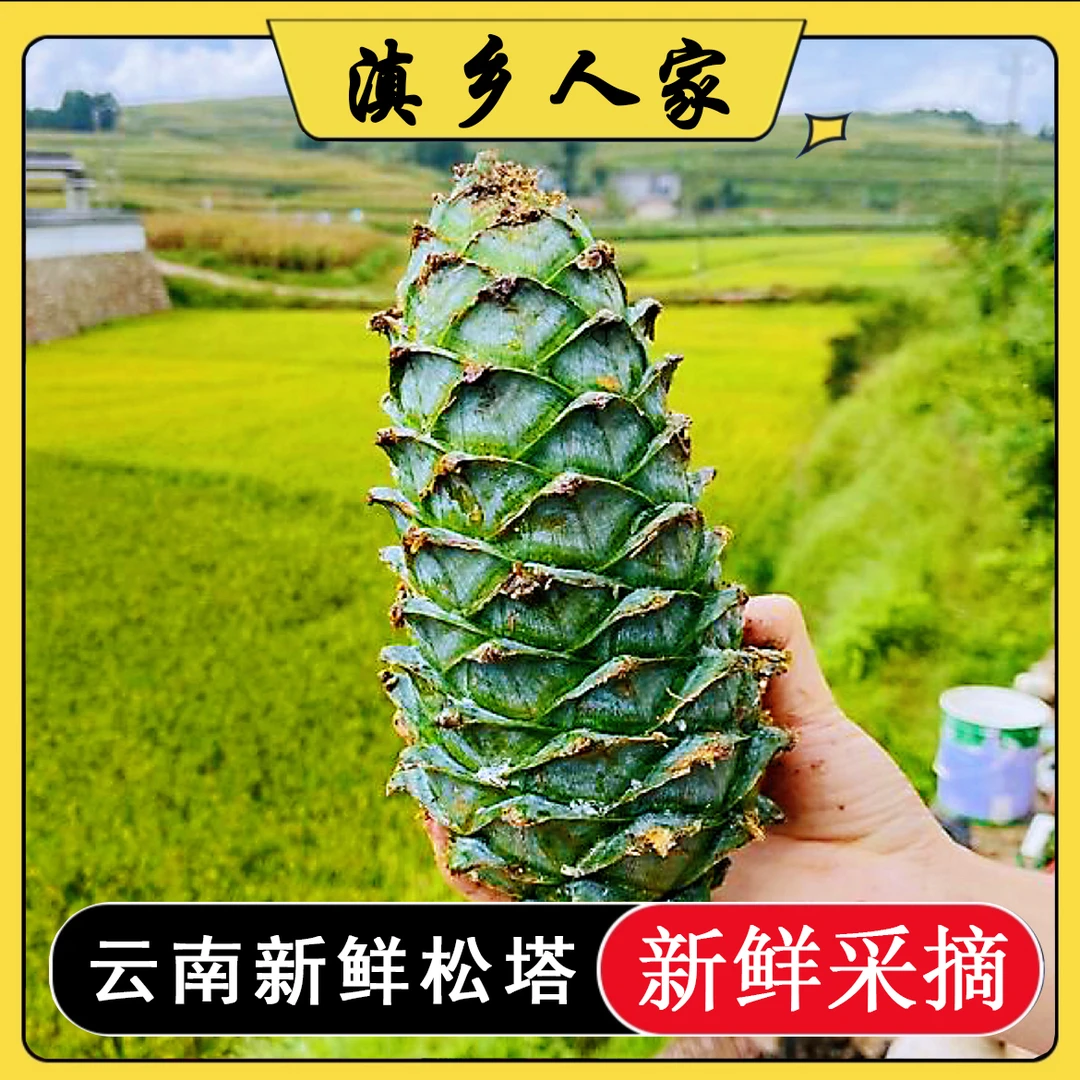2025云南新鲜松塔华山松塔带松子1/3/5斤装饰品盆景松鼠食物
