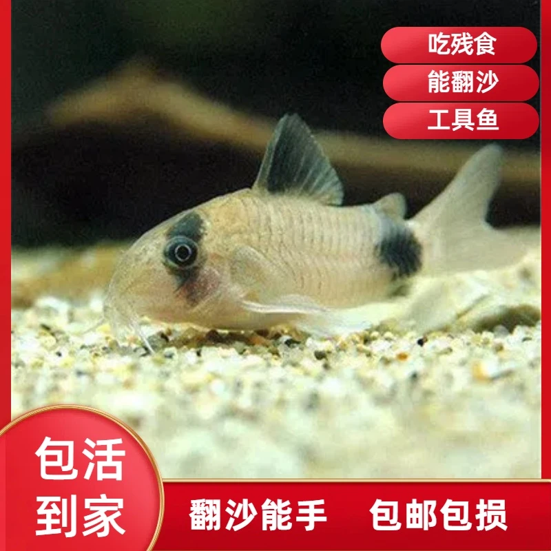熊猫鼠鱼小型热带观赏工具鱼清缸小能手能翻沙吃残食（入缸不包赔）
