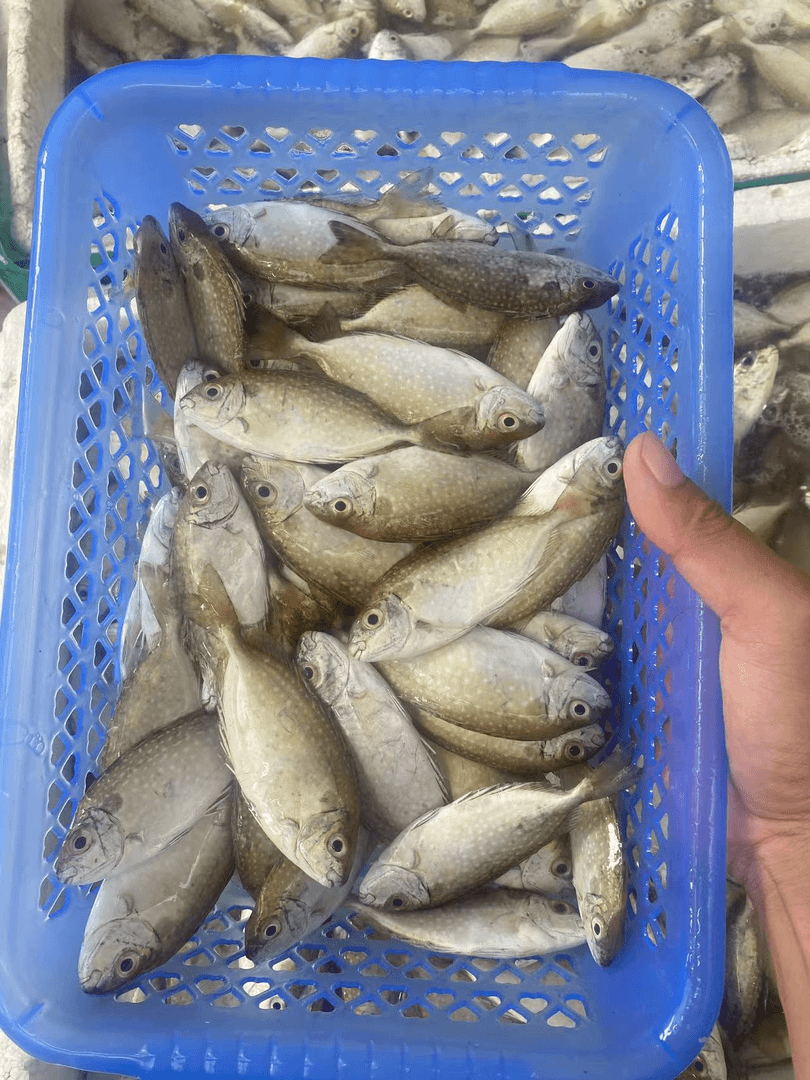 广东湛江新鲜泥猛鱼，一斤29到30条包邮10斤