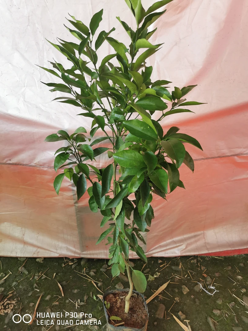 盆景，绿植各种果树老桩以及树苗等等养护耐寒种植保护土壤养活