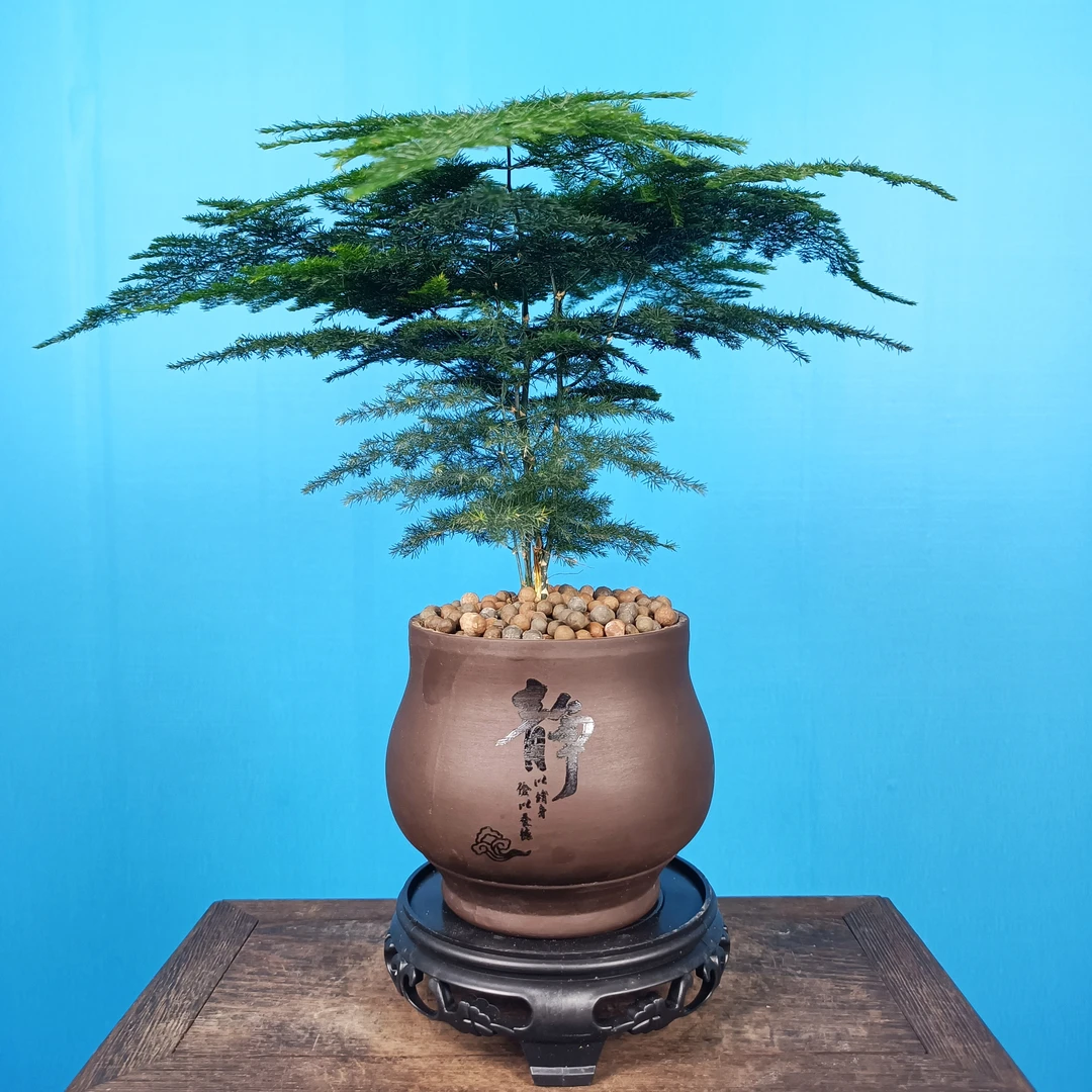 文竹室内客厅好养绿植盆栽好养植物禅意植物好养带盆