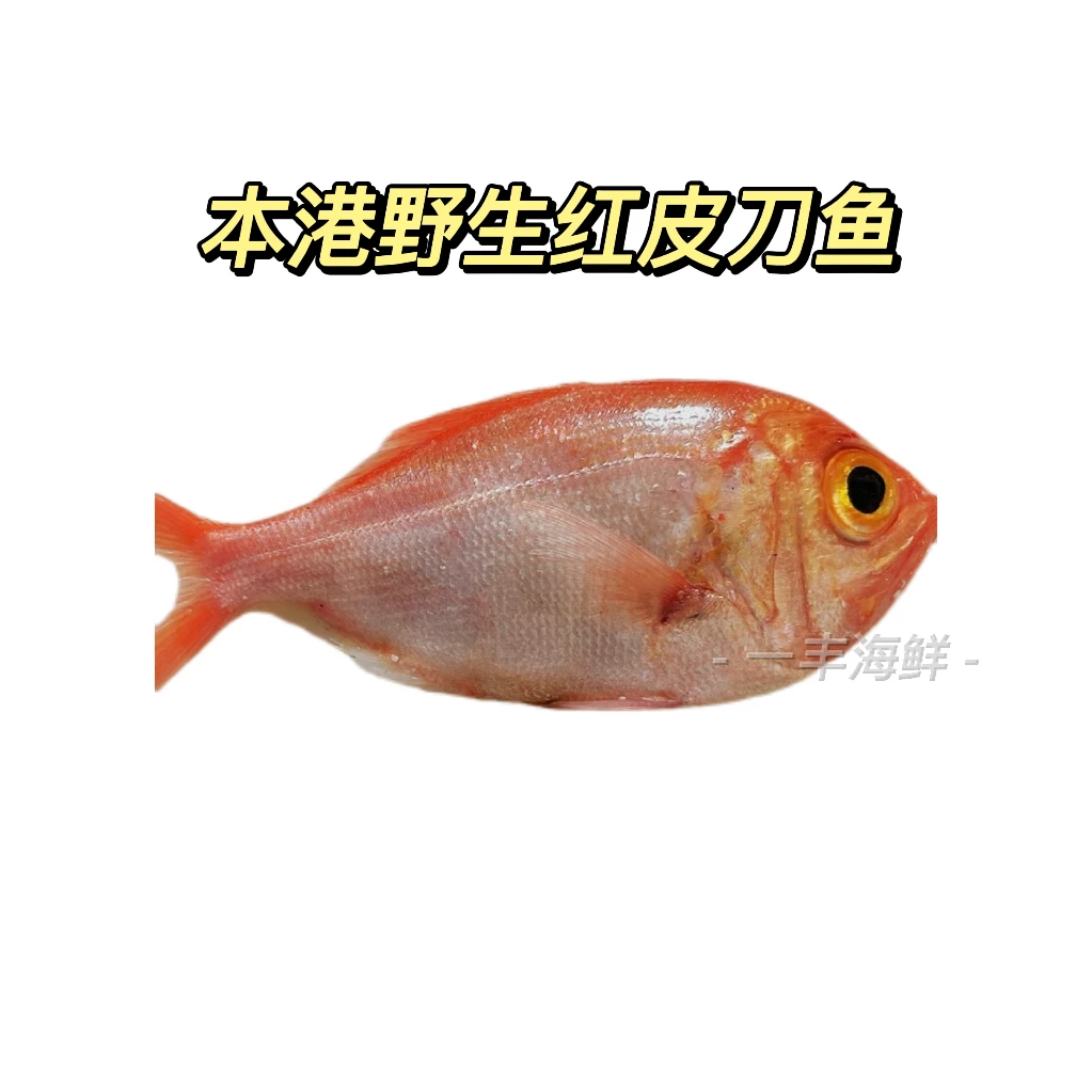 广东汕尾本港野生海捕 红皮刀鱼/金目鲷/金眼鲷