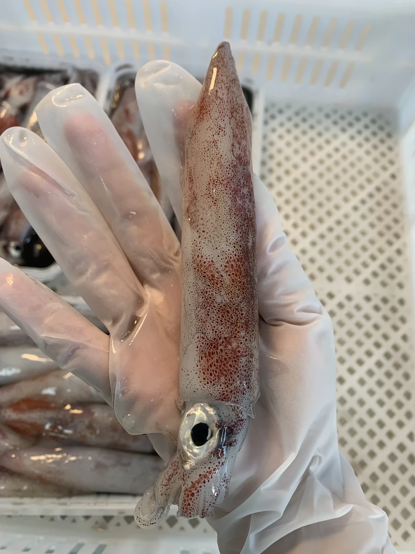 广东汕尾本港野生 照灯鱿鱼 鲜甜脆口 NO退NO换