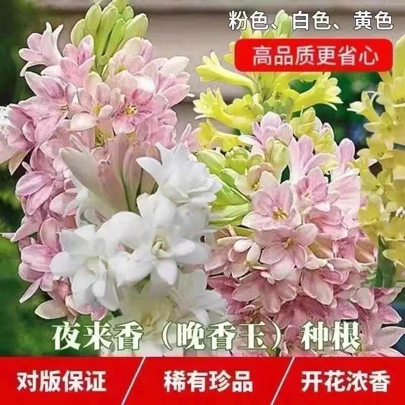 晚香玉种球大花重瓣浓香好养易活