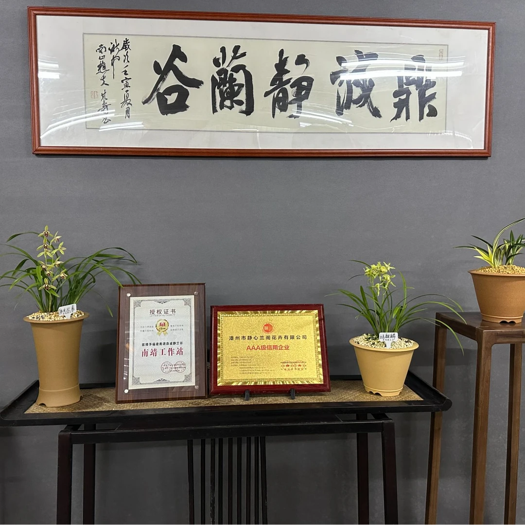 鼎诚静兰谷【鼎诚静兰谷】传统国兰兰花浓香好开花简易种植基地艺术