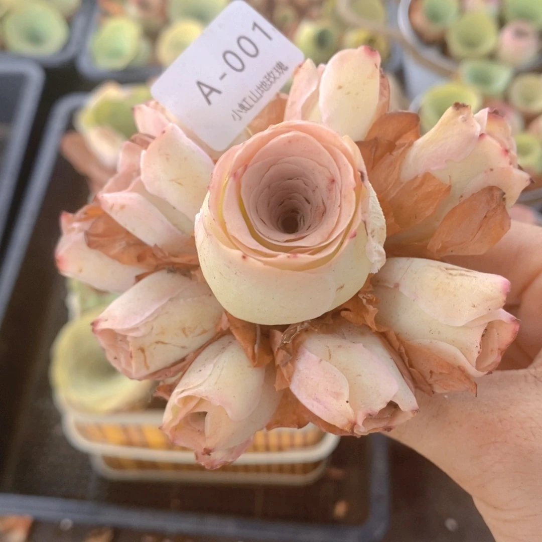 山地玫瑰粉色捧花蜜颜001
