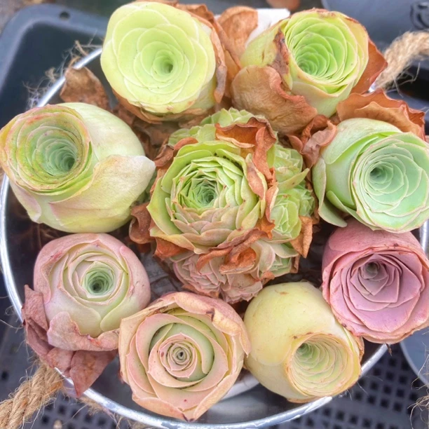 热卖山地玫瑰多肉漂亮多品种10颗带捧花（带花篮）