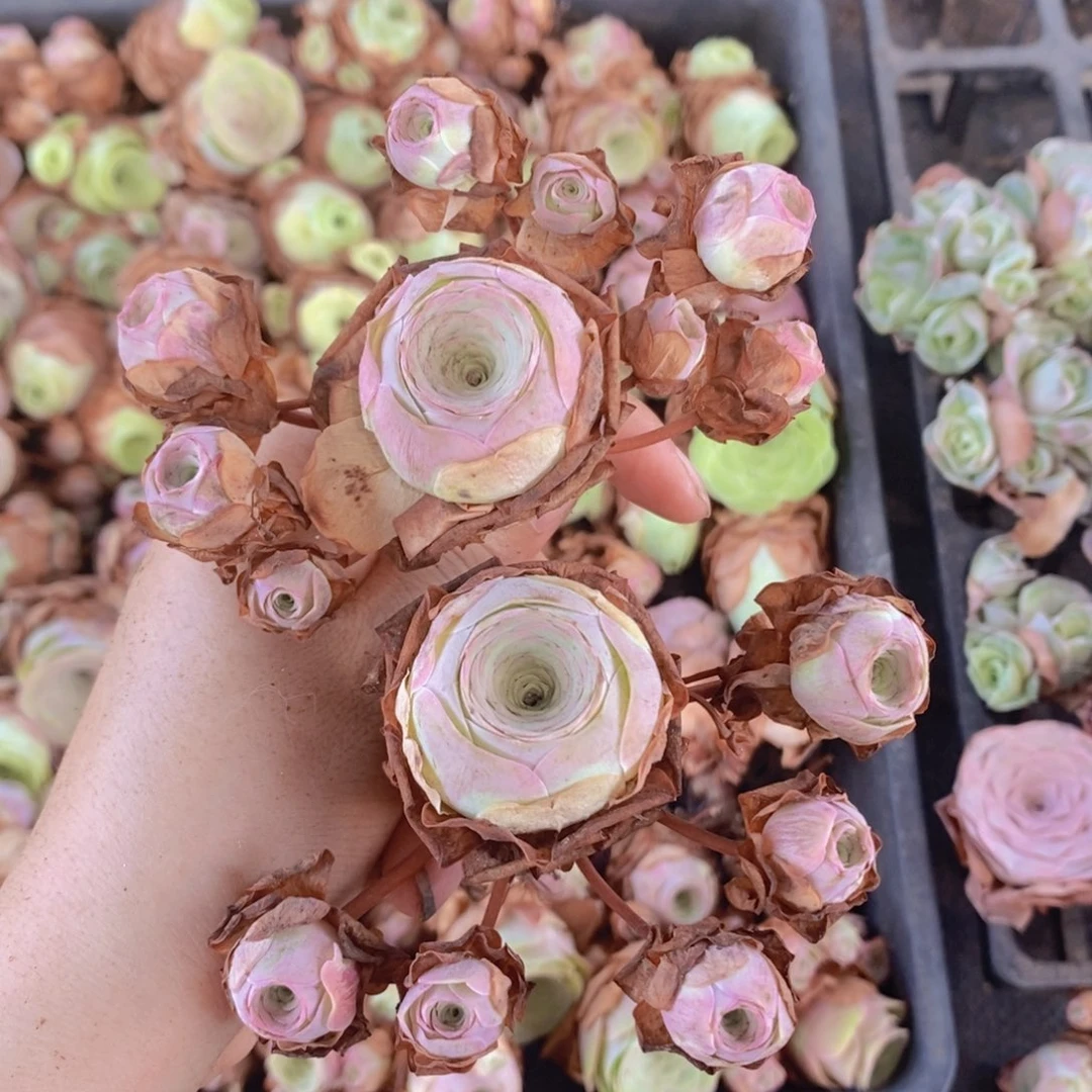 山地玫瑰水蜜桃粉群1棵