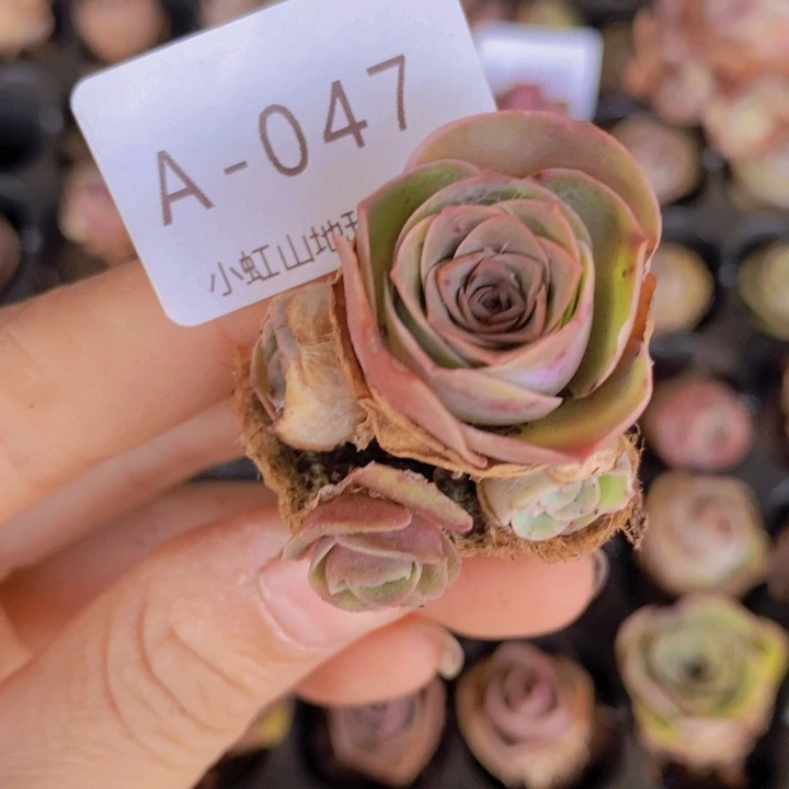 山地玫瑰新品粉彩精灵047