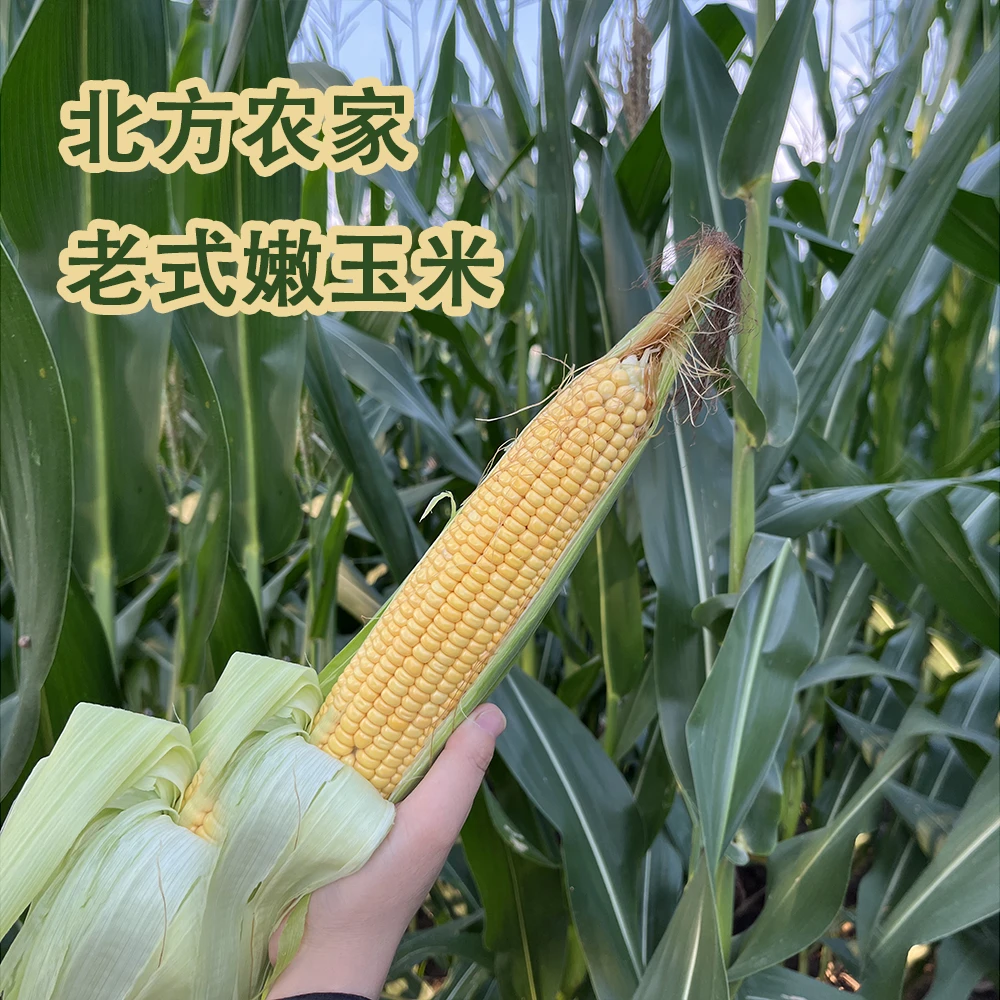 北方农家嫩玉米产地太行山区农家新鲜老品种玉米5斤