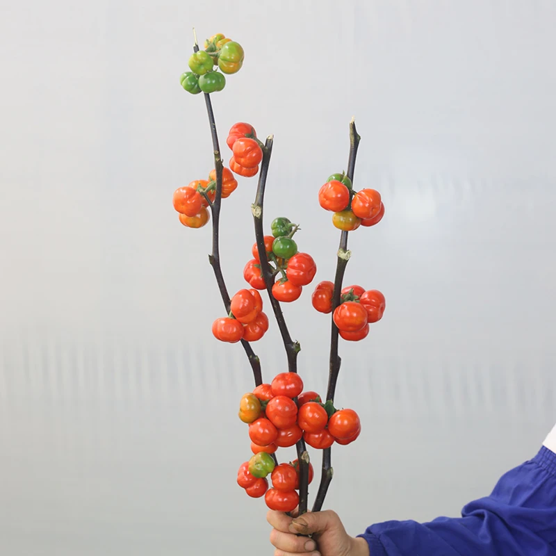 高品质小柿子小番茄观赏鲜花一束柿柿如意果