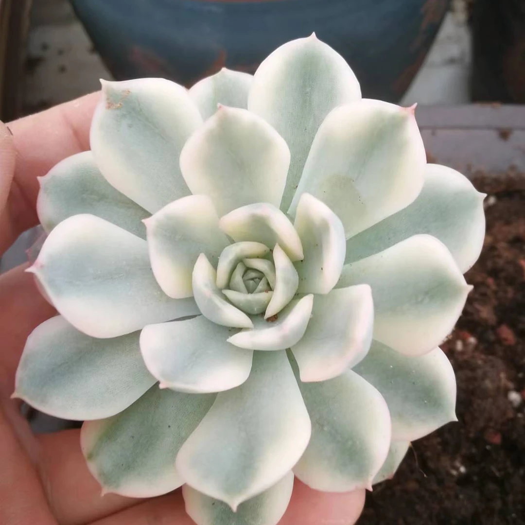 小表弟多肉0-200一物一拍b