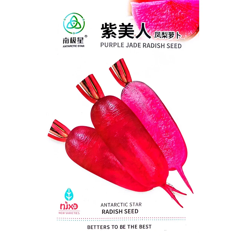 紫美人凤梨水果萝卜种子红心红皮萝卜种籽秋季播盆栽蔬菜种孑
