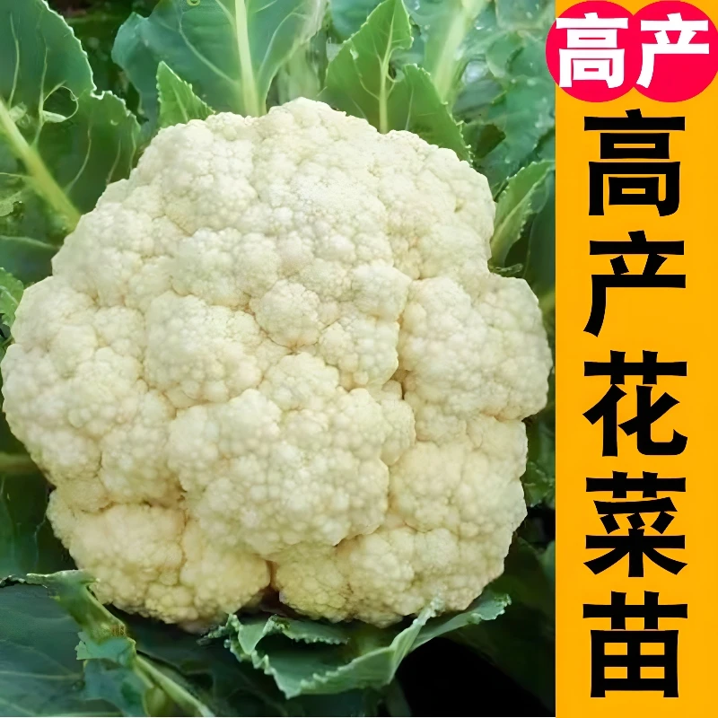 花菜苗秧带土球花椰菜西兰花种籽盆栽小院阳台四季观赏食用