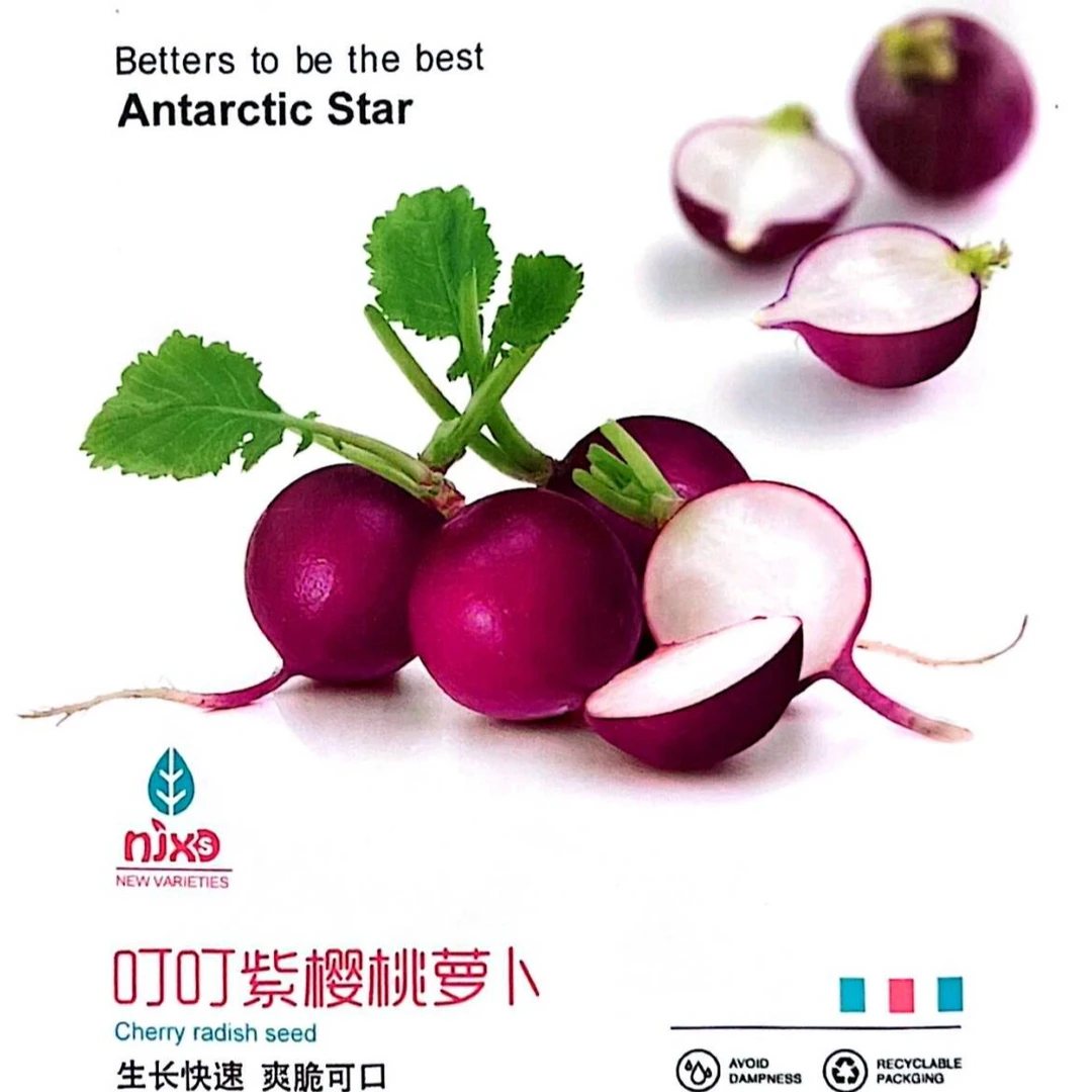 叮叮紫樱桃萝卜种子水果罗卜籽种高产阳台四季盆栽菜紫萝卜菜籽子