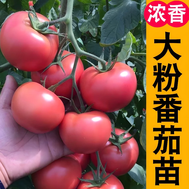 大粉番茄苗 高产春播西红柿苗黑色蔬菜苗秧苗阳台盆栽