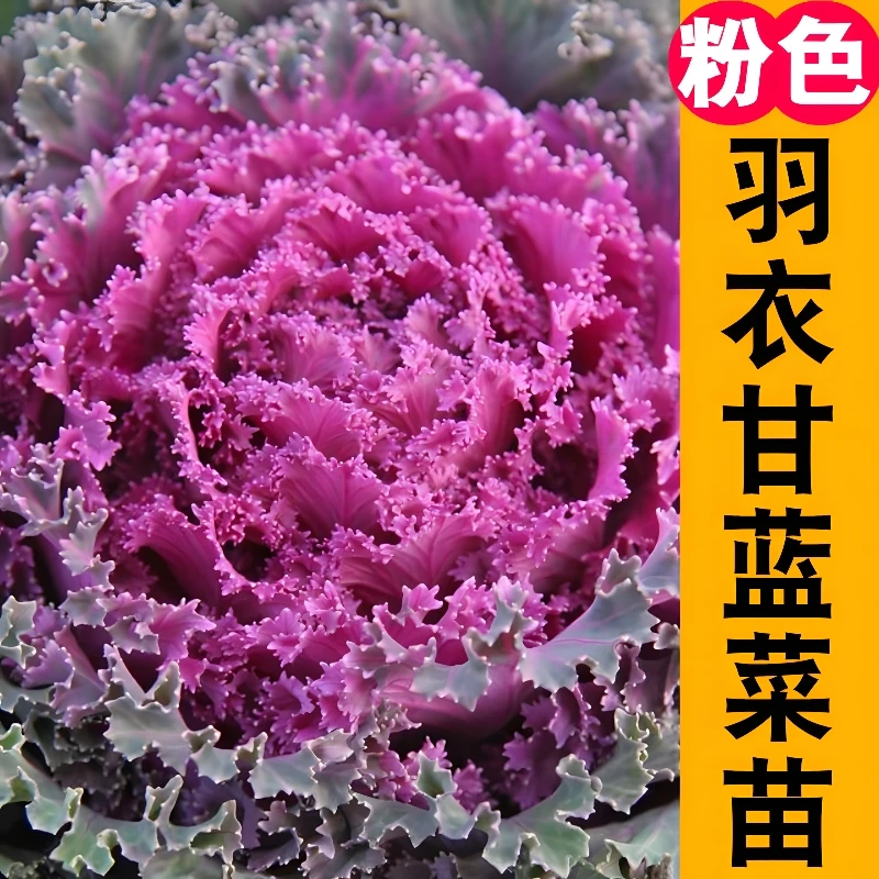 耐寒羽衣甘蓝苗秧蔬菜秧苗绿紫粉羽叶阳台盆栽大田四季蔬菜苗紫色