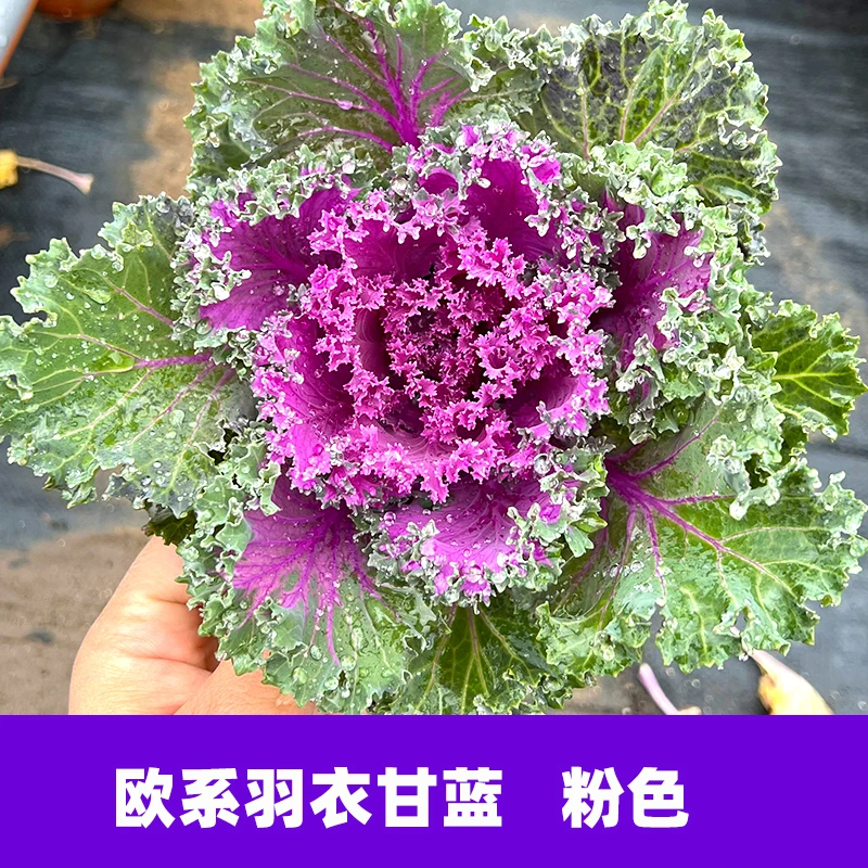 【盆栽】粉羽衣甘蓝苗盆栽 绿紫粉羽叶阳台盆栽大田四季蔬菜苗