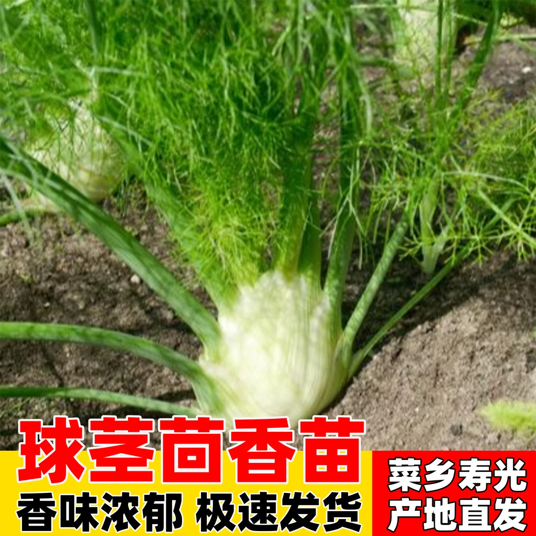 球茎茴香苗 香味浓秧苗带土球结球割茬茴香种子四季苗