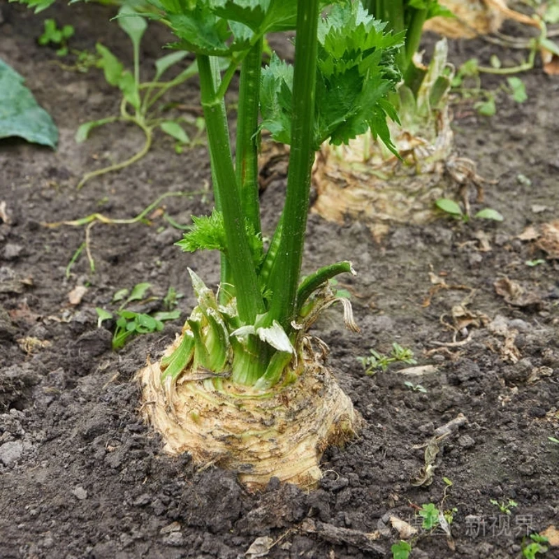 地中海根芹种子芹菜种籽芹菜根苗籽种菜苗秧苗孑根芹苗芹
