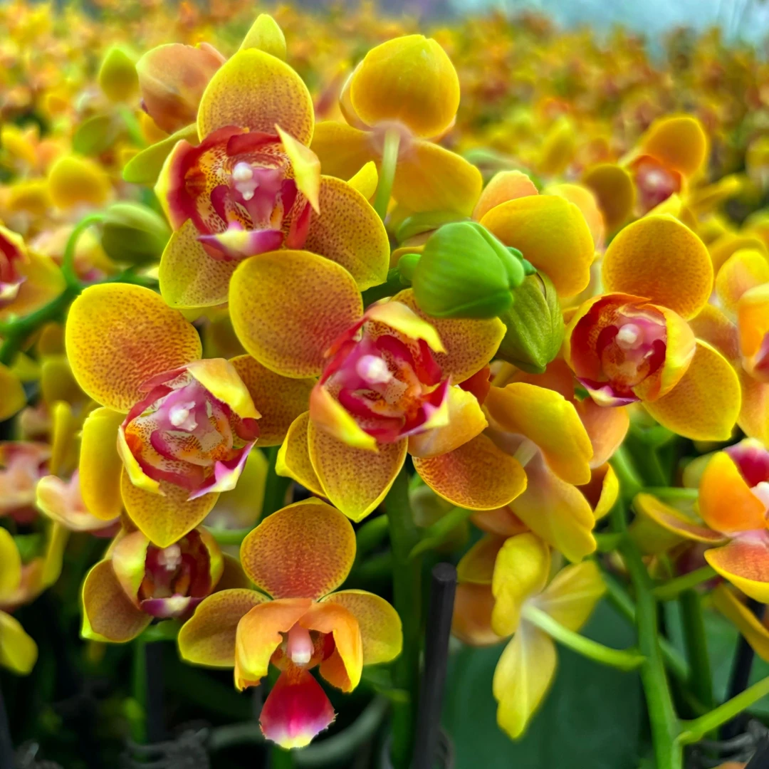 【香橙】蝴蝶兰带花带花苞