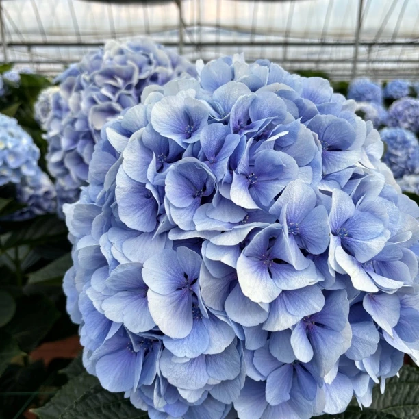 绣球【青花瓷】云南绣球鲜花七夕浪漫室内鲜花精致基地现采现发