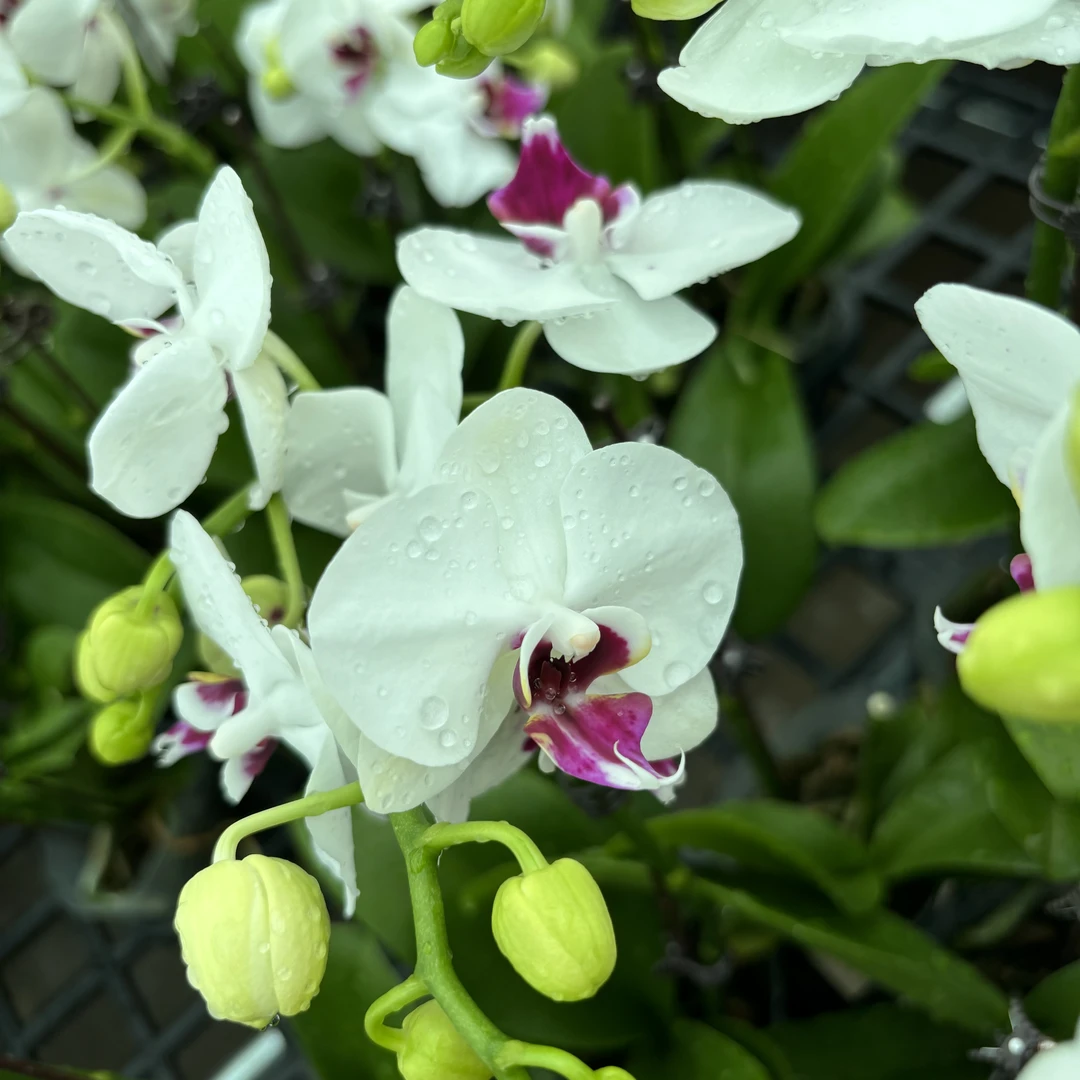 【紫星公主】蝴蝶兰带花带花苞
