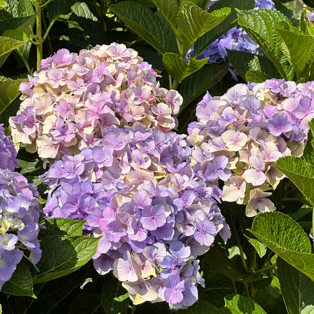 绣球【大海蓝混色】浪漫绣球鲜花顺丰冷链云南基地现采现发