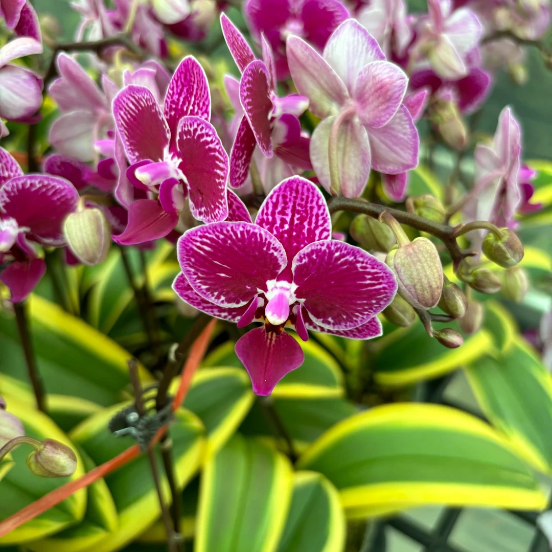 【金边蔓越莓】蝴蝶兰带花带花苞