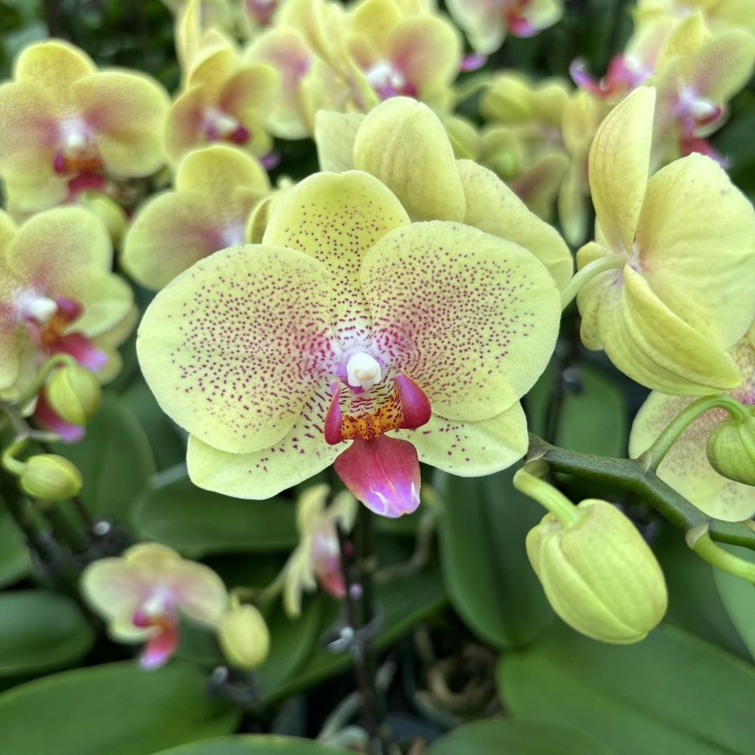 蝴蝶兰【卡曼】 室内花盆栽观赏精致送礼