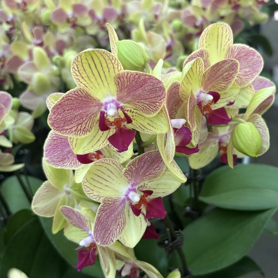 蝴蝶兰【三色鸟】送礼精品蝴蝶兰室内花盆栽鲜花带花精致