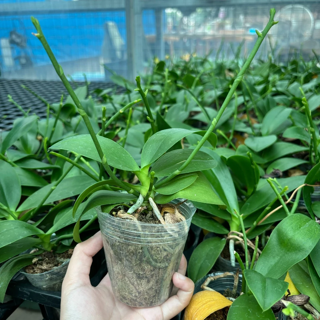 蝴蝶兰【金丝玉三梗苗】2.5寸杯