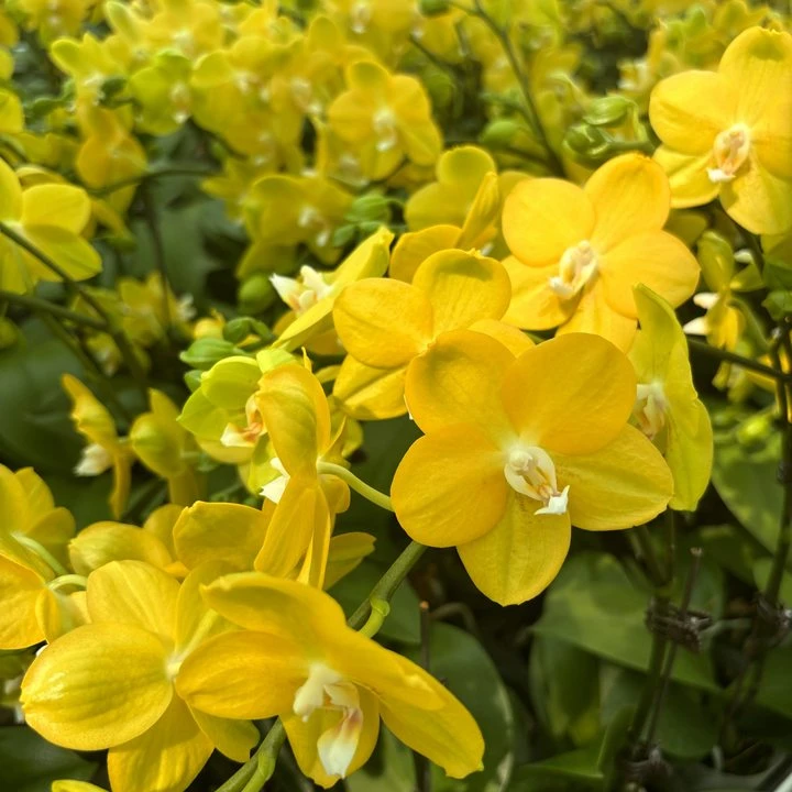 蝴蝶兰【吉祥如意】送礼精品蝴蝶兰室内花盆栽鲜花带花精致