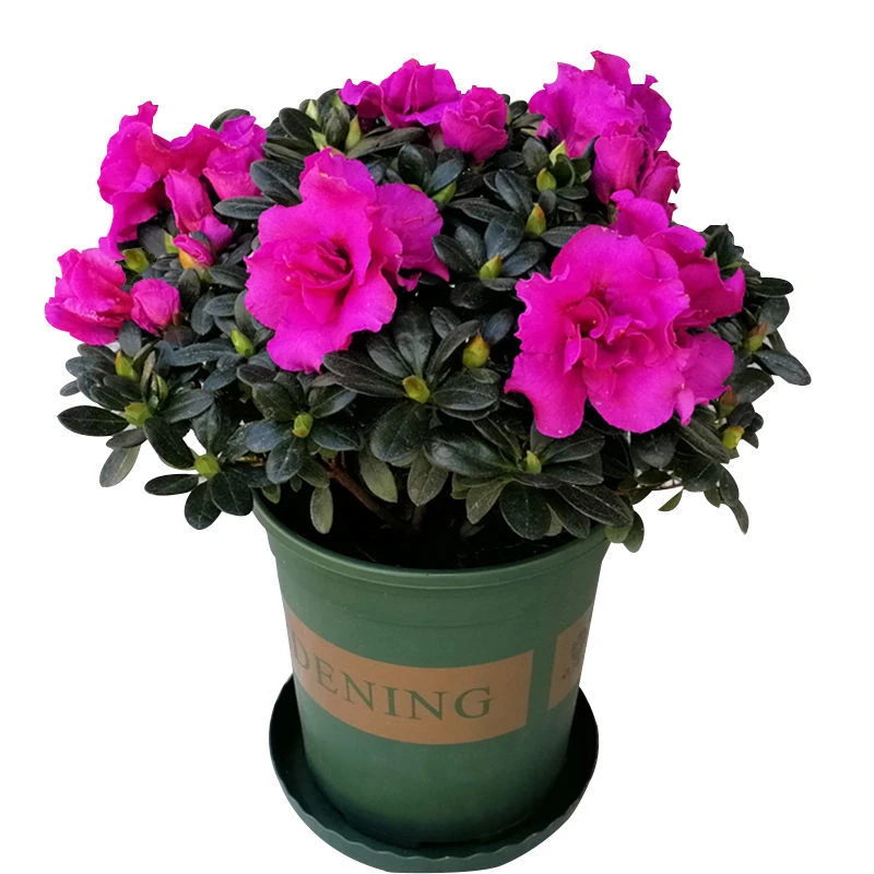 紫色稀少名贵品种西德一号室内外好养活四季开花