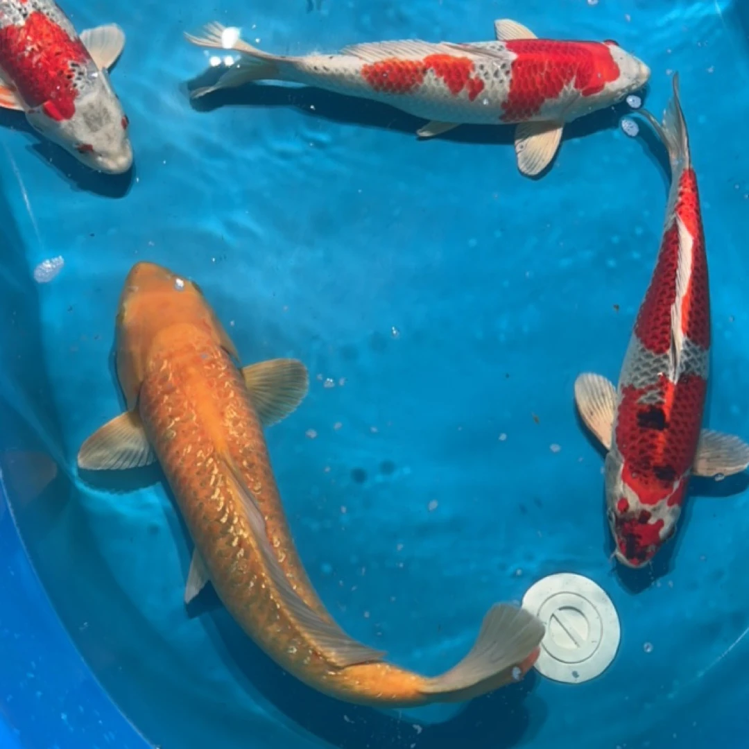 大型中高端锦鲤观赏鱼锦鲤龙门锦鲤优质自家产