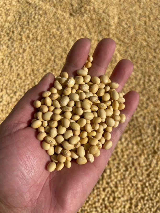 高州石板本地土黄豆中黄豆1/2/3/5斤包邮