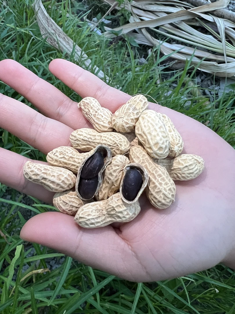 高州本地黑皮花生黑花生带壳晒干新鲜包邮