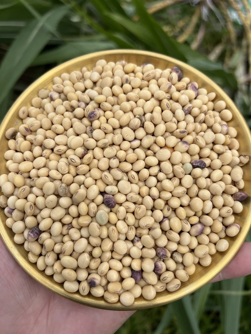 【李才发货】高州农村本地种植黄豆3斤5斤本地豆包邮