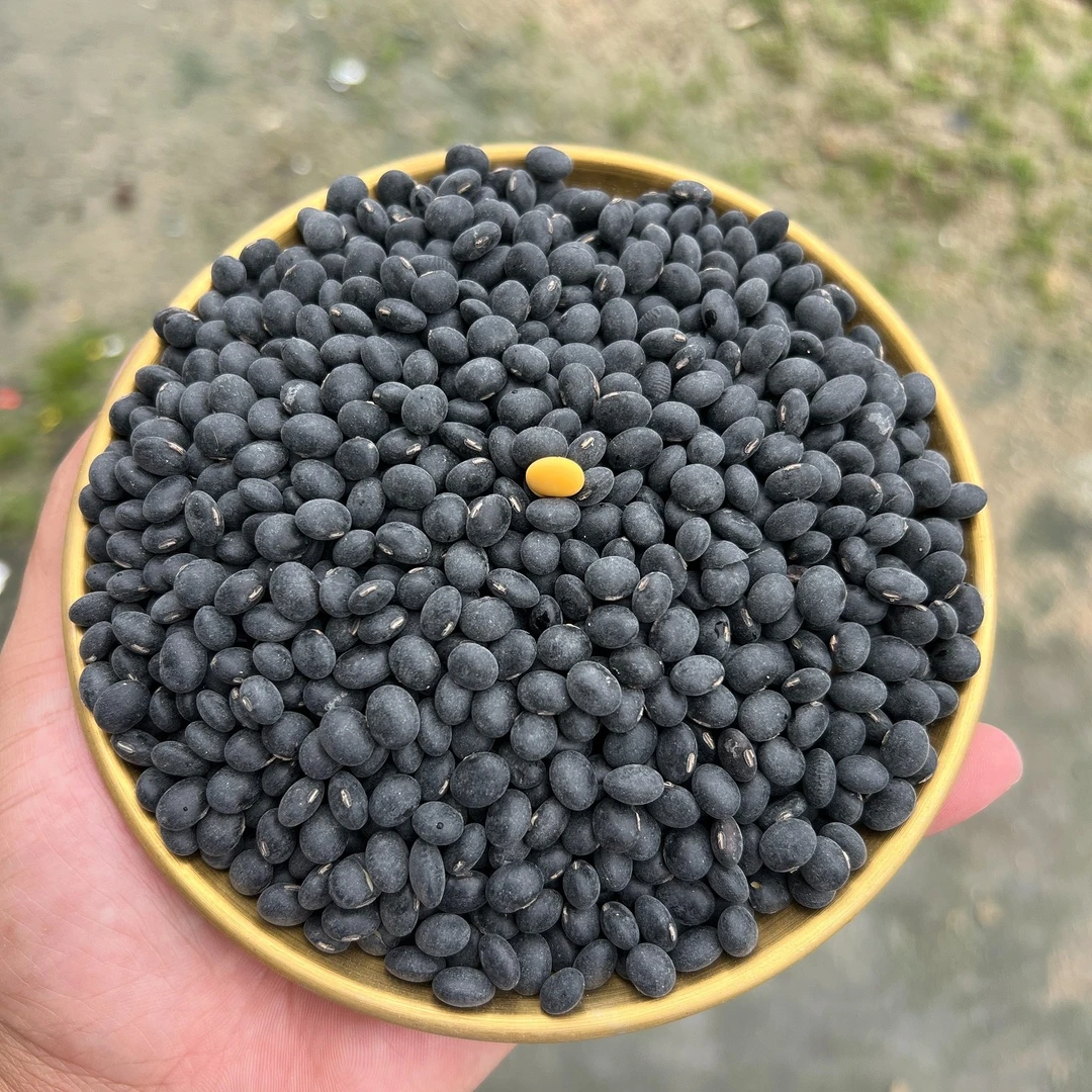 高州本地黑豆3斤5斤包邮只做本地农产品