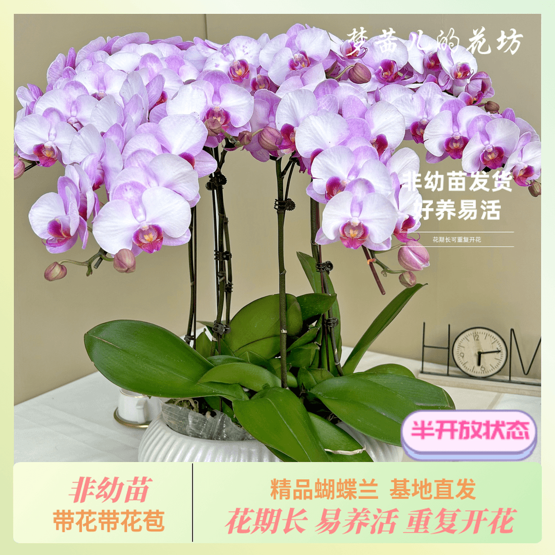 【杭州美女】-梦茜儿的花坊-精品室内盆栽开花基地养活优质蝴蝶兰