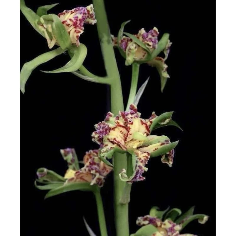 蕙兰好运牡丹2苗