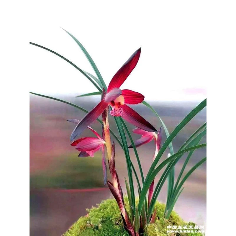 春兰娄山红5苗浓香